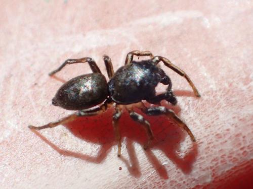 Heliophanus sp.